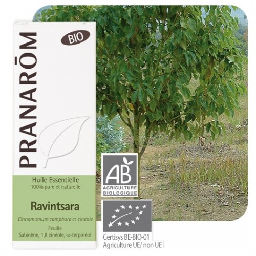 Essentiële olie Ravintsara  bio10 ml (Pranarôm) 